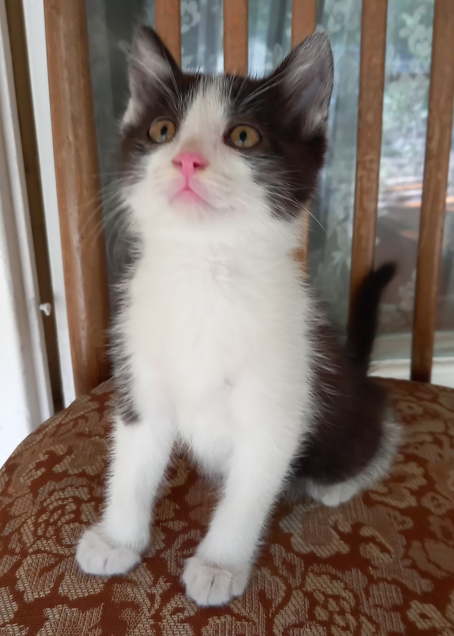 котёнок  бесплатно