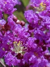 Liliac INDIAN Mov