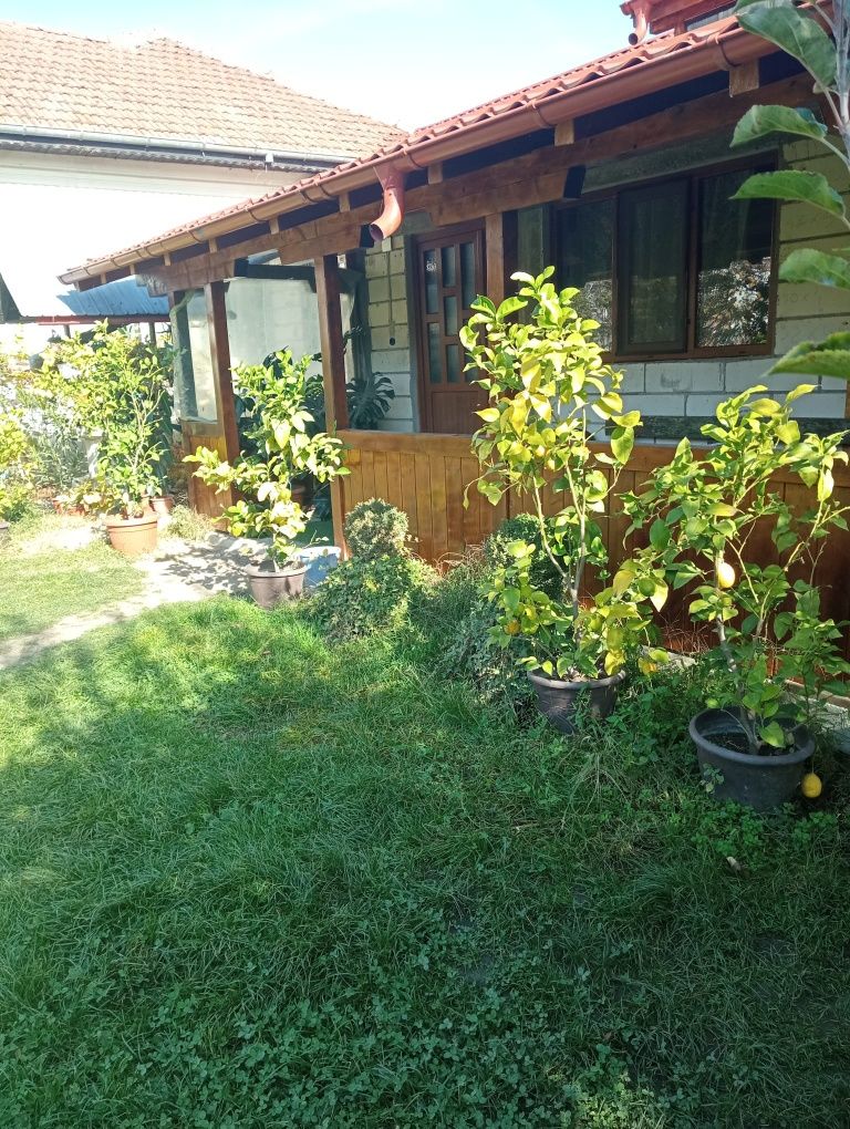 Vând lămâi pe rod!