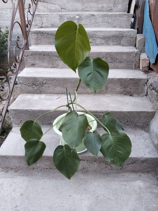 Продаются Монстера