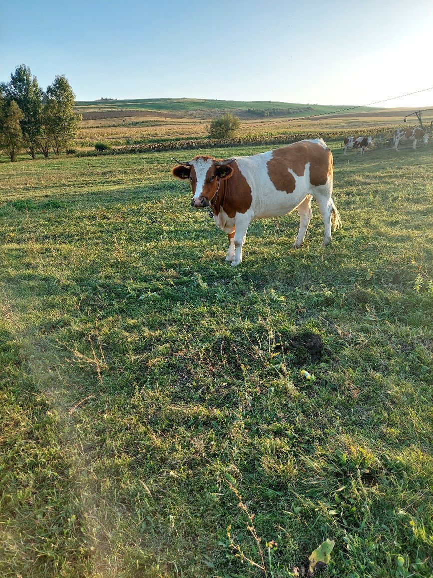 Junincă de vânzare