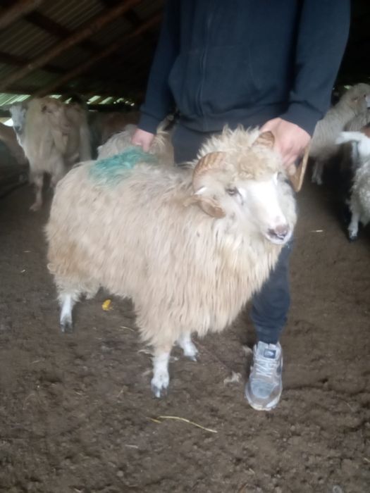 Vând un berbec de un an jumate.