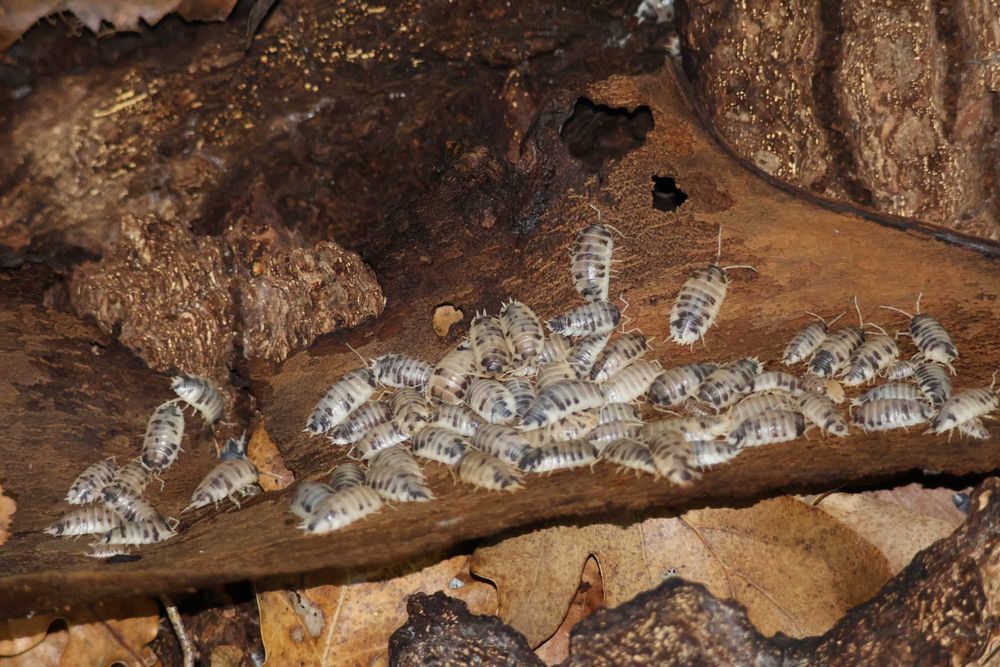 Izopode Porcellio laevis "Dairy Cow"