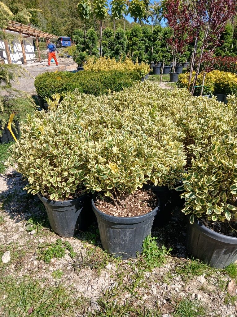 Plante ornamentale