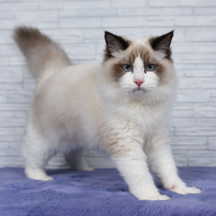 Regdoll  n01 pitomnic