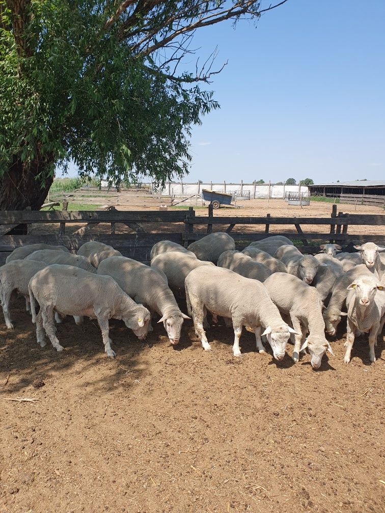 Berbeci de prăsilă merinos cu ille de france 8 buc.