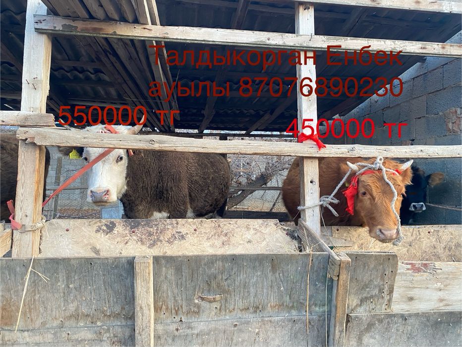 Буаз тайнша сатылады 450-550 мын  саудасы бар