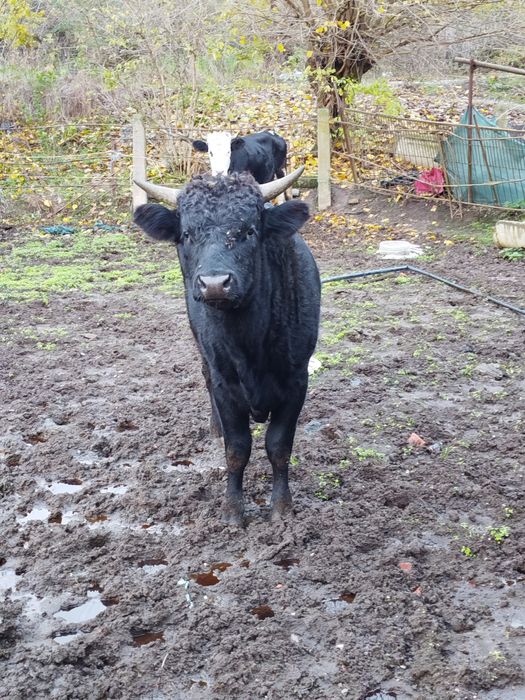 Мъжко теле на 1г.и 4 месеца