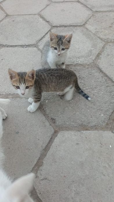 Отдам котят в хорошие руки