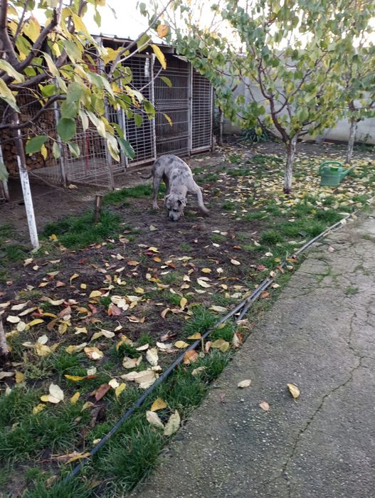 Femela American Bully Merle