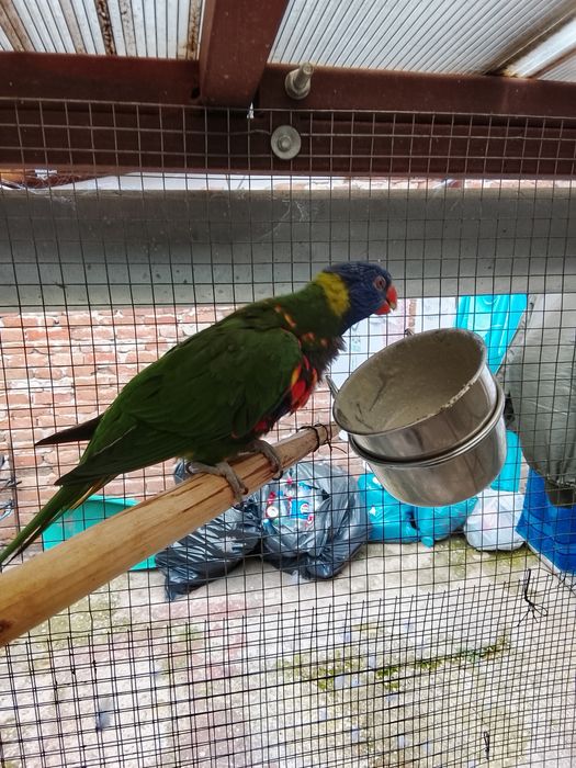 Papagal Lori crescut la mâna