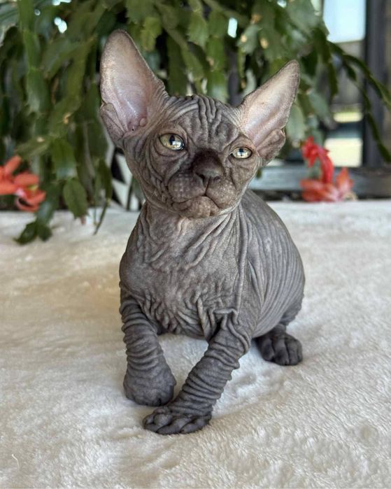 Pisica Sfinx BLUE