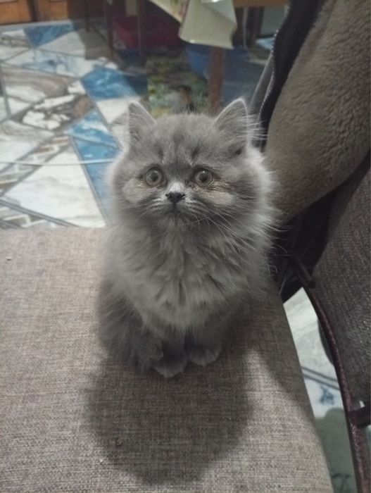 мушукчала сотиладиии