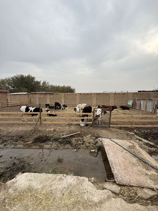 Бузоқлар сотилади