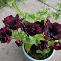 Пеларгония Royal Black Rose и другие