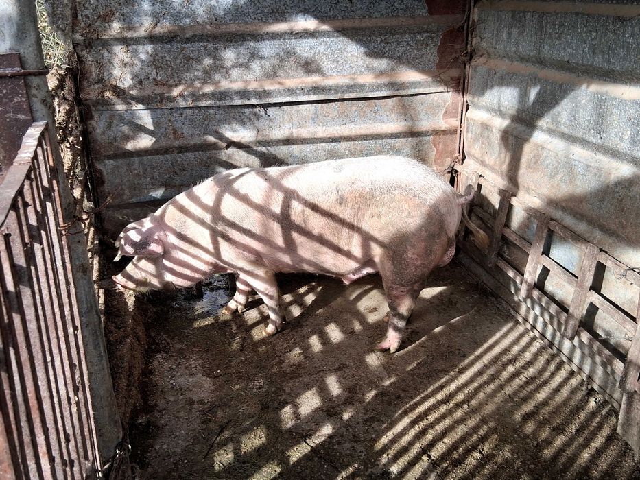 Продава се работещ нерез