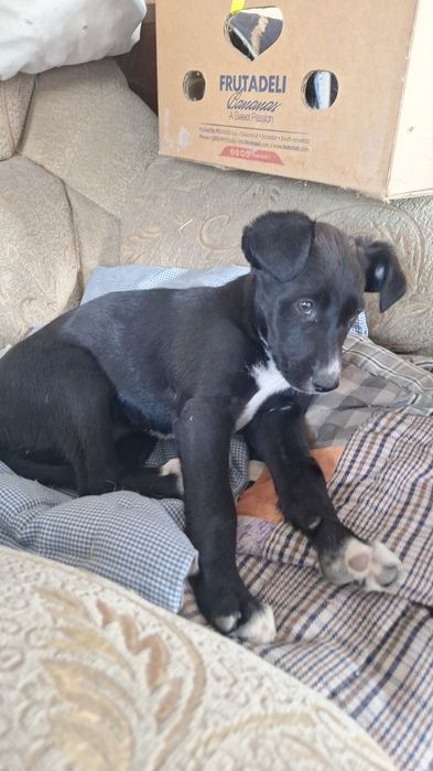 Отдам в добрые руки