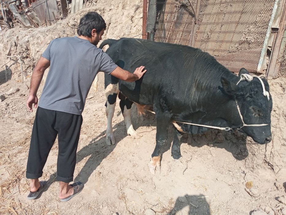 Kotta govdali gibrid buqa sotiladi