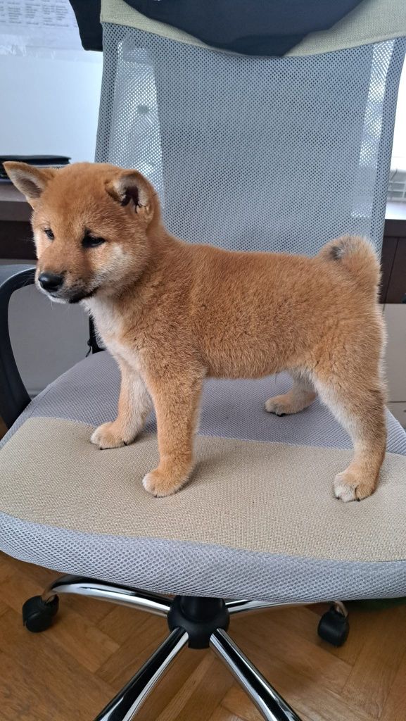 Fetita Shiba cu pedigree