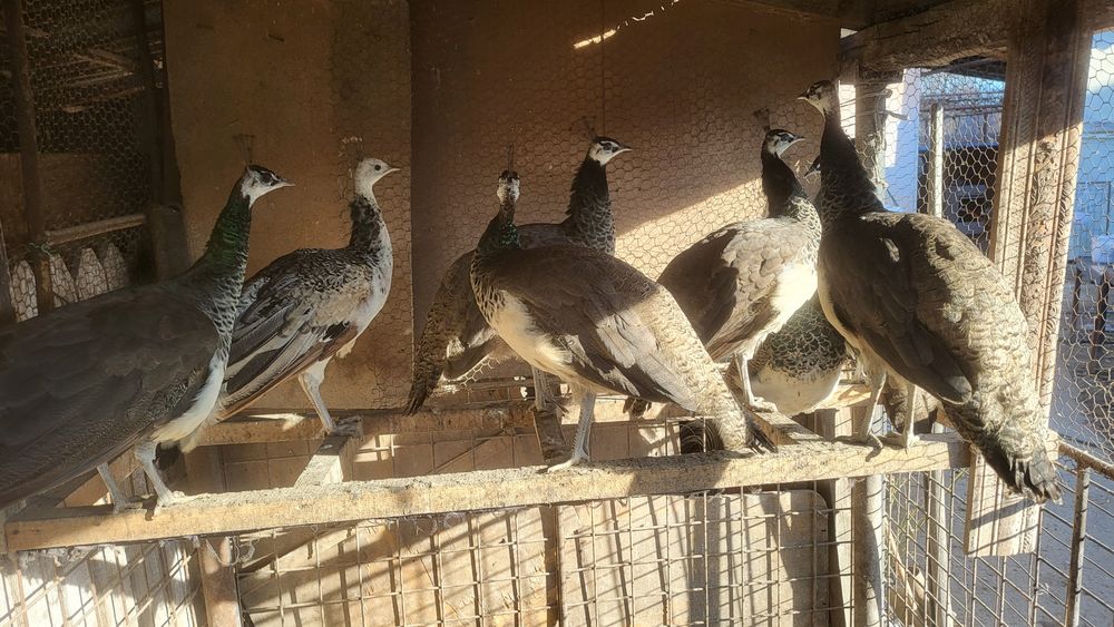 Pauni standard si umar negru