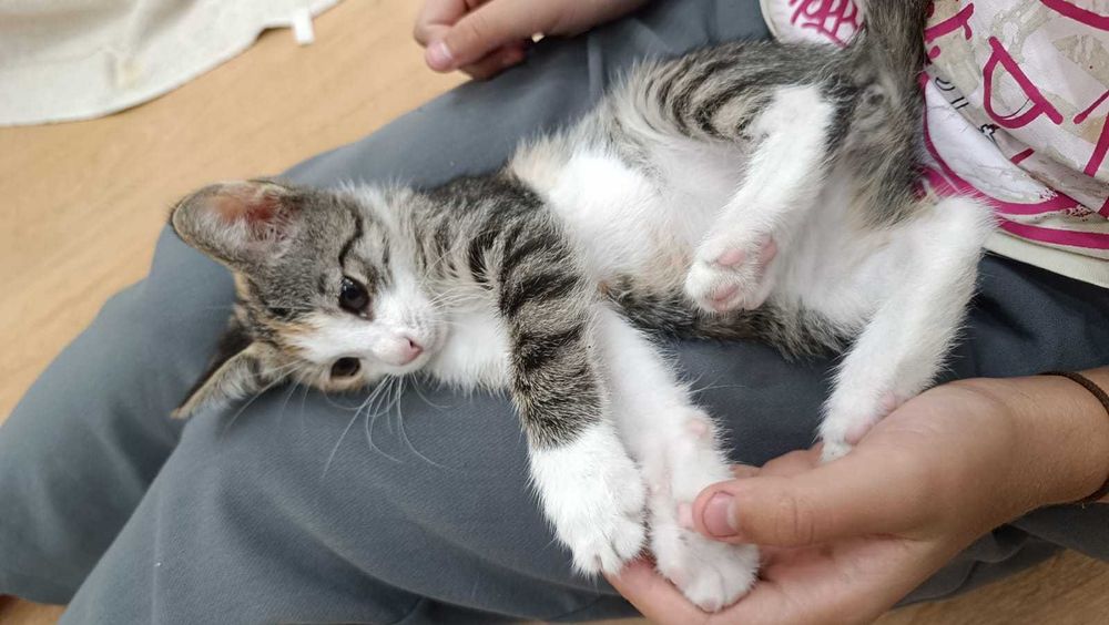 Отдам котенка в хорошие руки