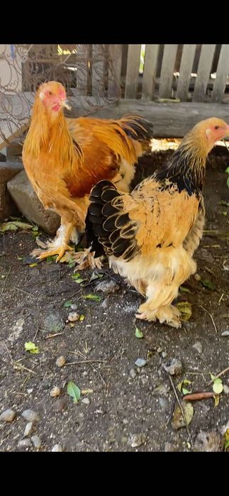 De vânzare o puicuța și un cocos barhman