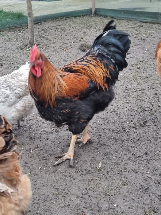 Cocoși tânăr din primăvară