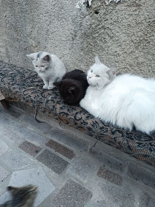 Отдам котят в хорошие руки