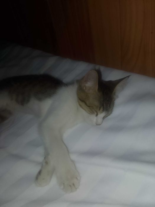 Мехрибон, ак'лли уй мушуги-Муизза яхши к'улларга берилади СОТИЛМАЙДИ!