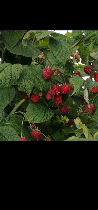 Vând drajoni de zmeur din soiul Polka