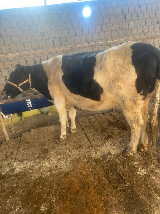 Ona bola sigir 2ta buzoqchasi bor