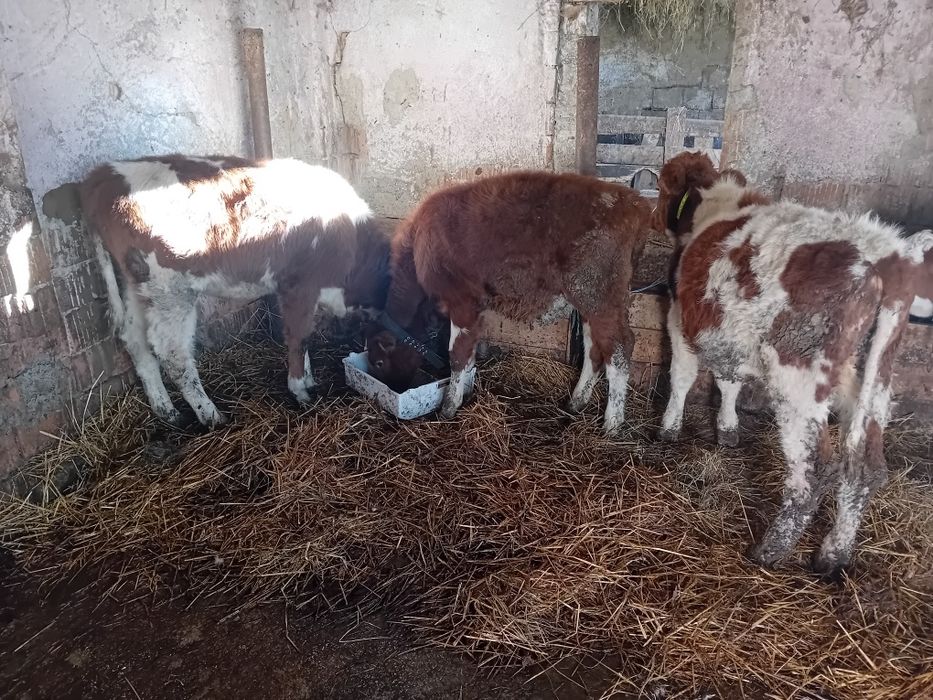 Vând 3 vițele  ințărcate de 3 luni