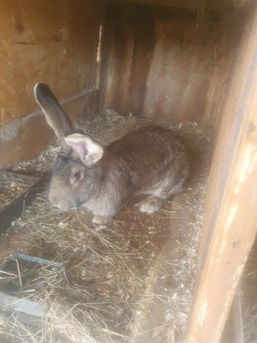 De vinzare un iepuroi și o iepuroae urias german foarte cuminți