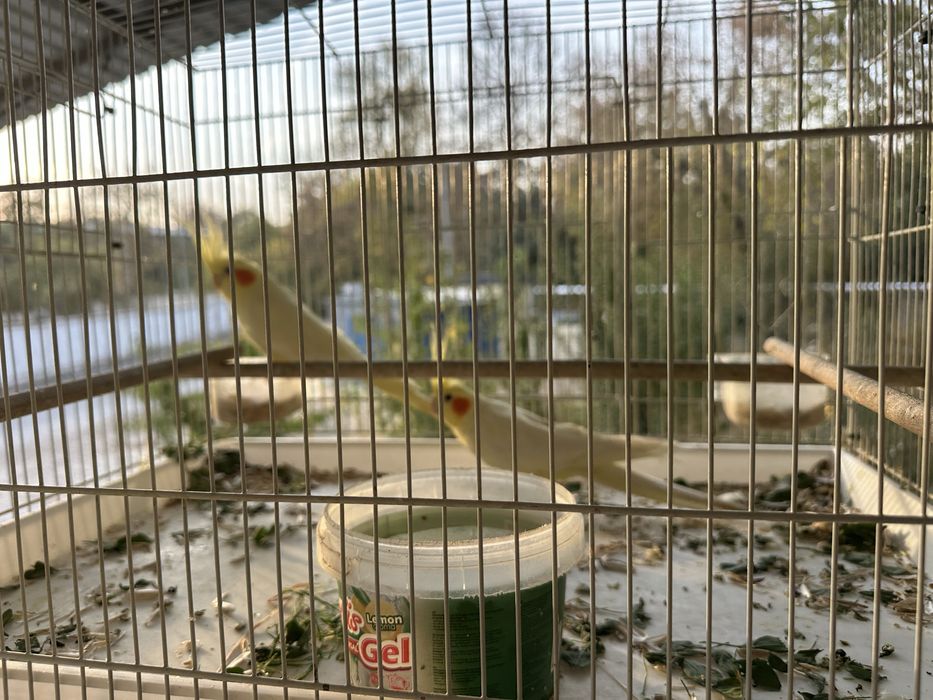 To’tiqush karella juft 2 ta sotiladi qafasi bilan 550000 kelishamiz