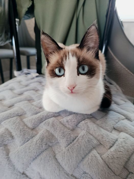 Кошка , 8 месяцев ,