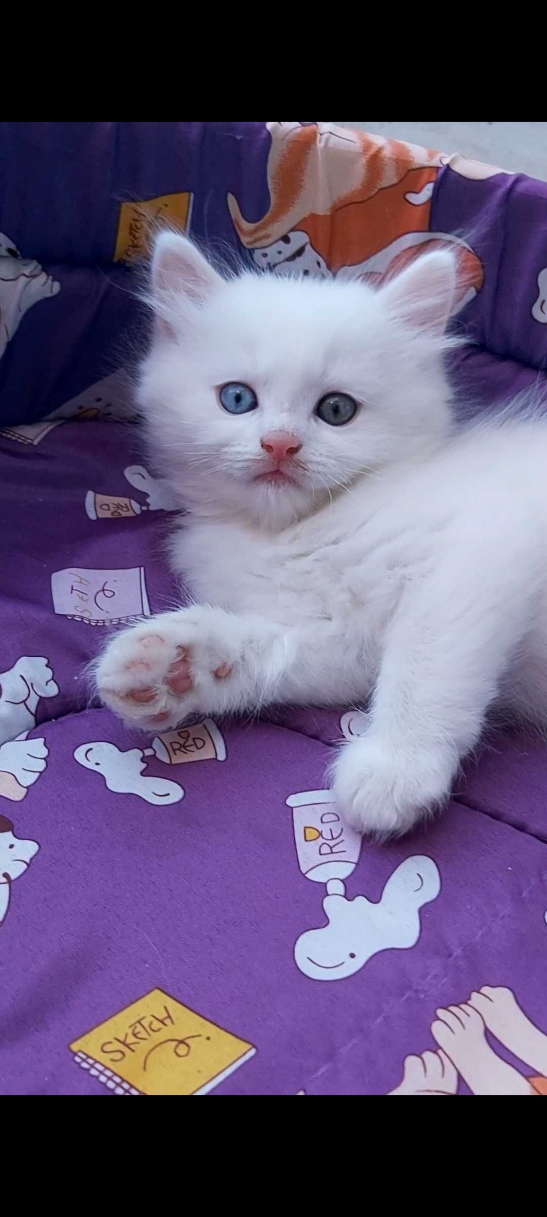 Ангорска котка...