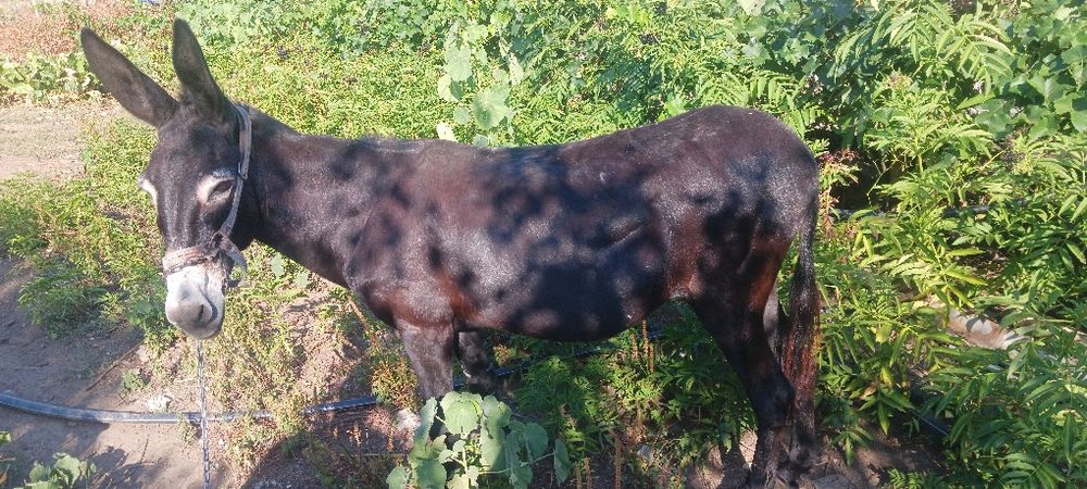 Магаре женско 12 годишно