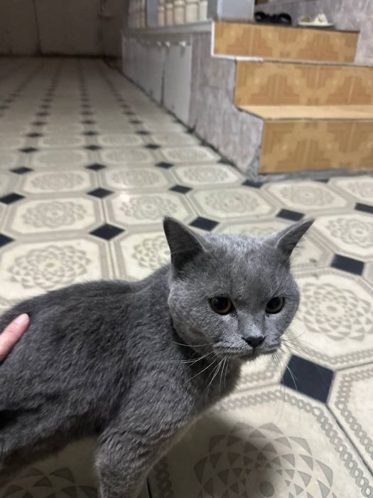 2 та британский эркак мушук сотилади