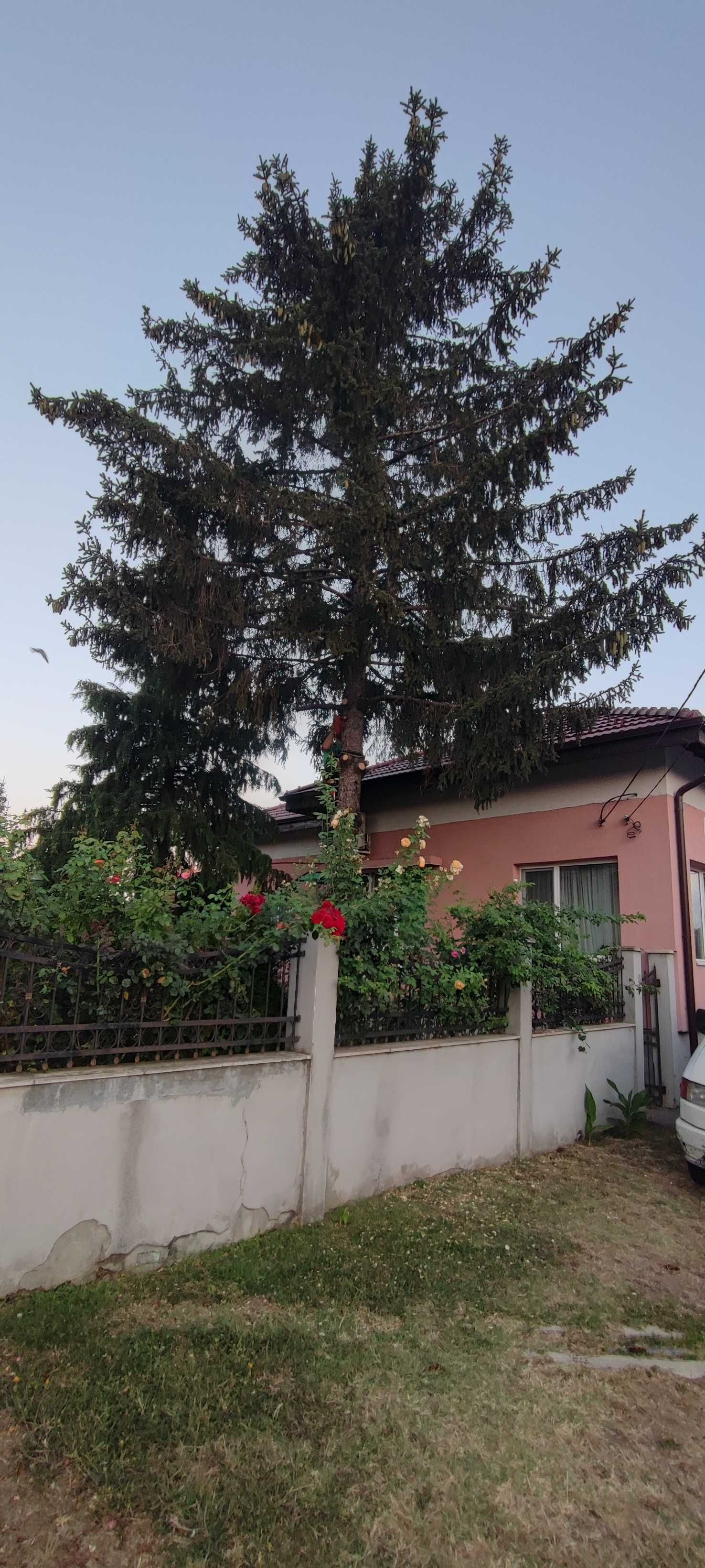 Рязане, кастрене и почистване гр. Русе