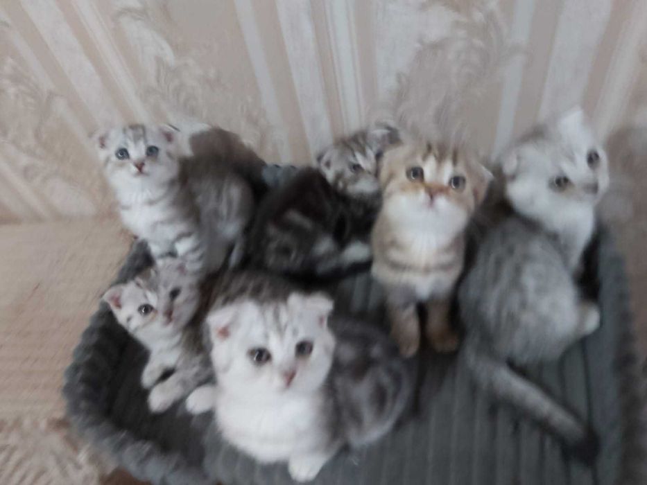 Продам вислоухих котят