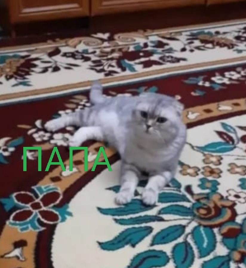Продается котёнок