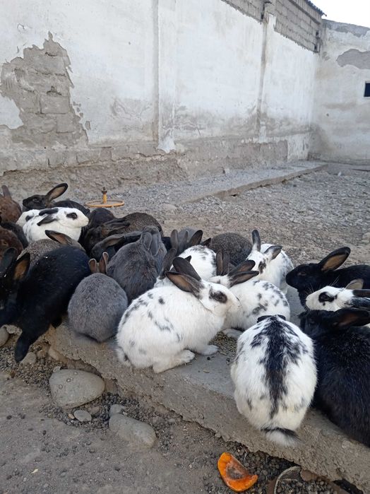 Quyon sotiladi katta kichik aralash