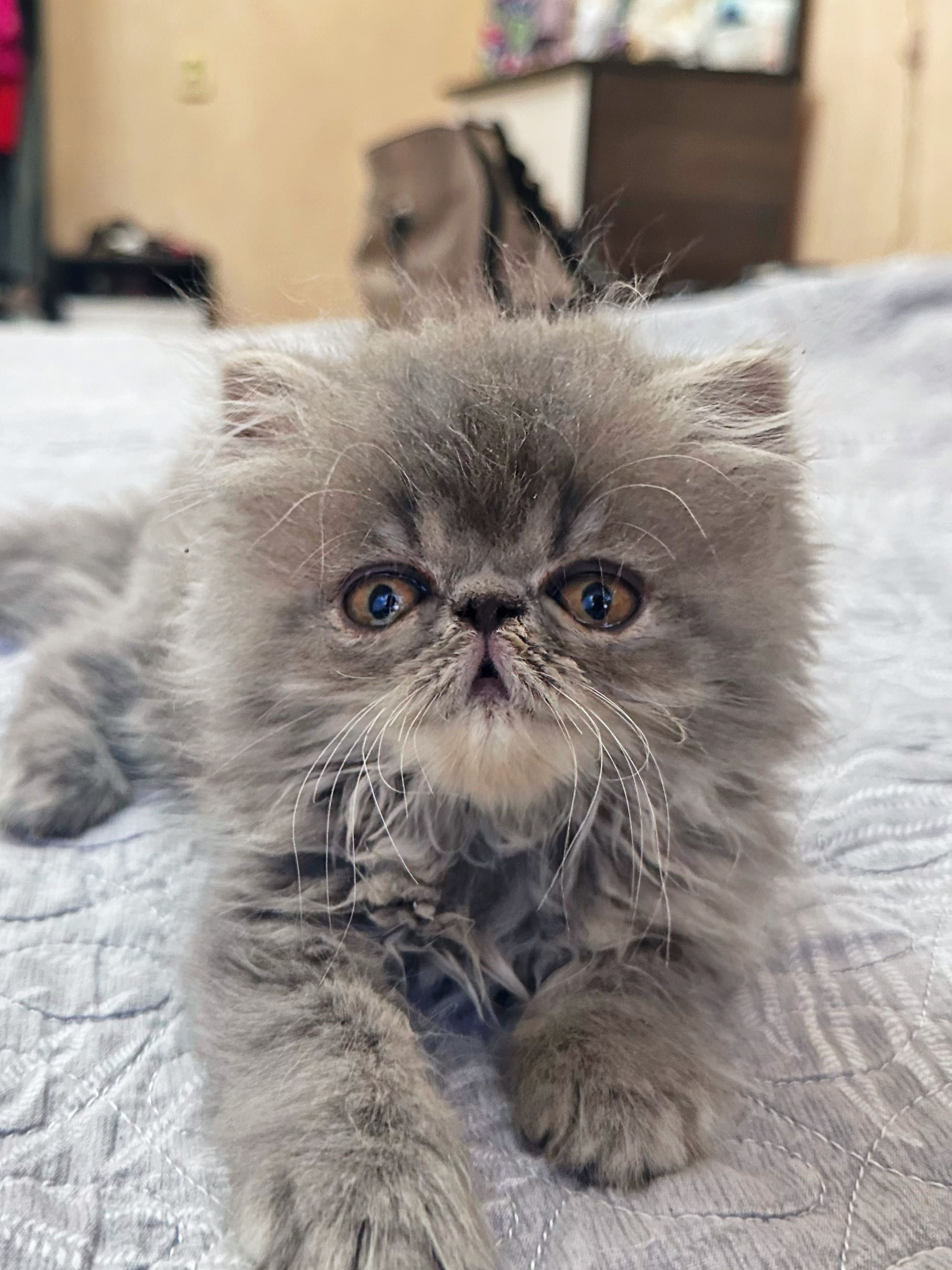 Персидские котята