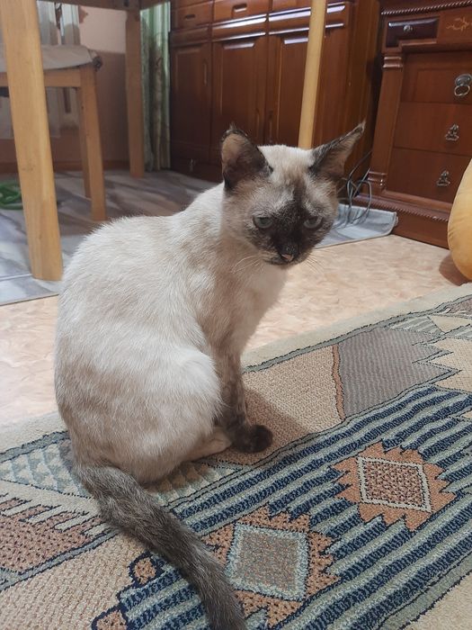 Отдам сиамских кошку в добрые руки, в частный дом