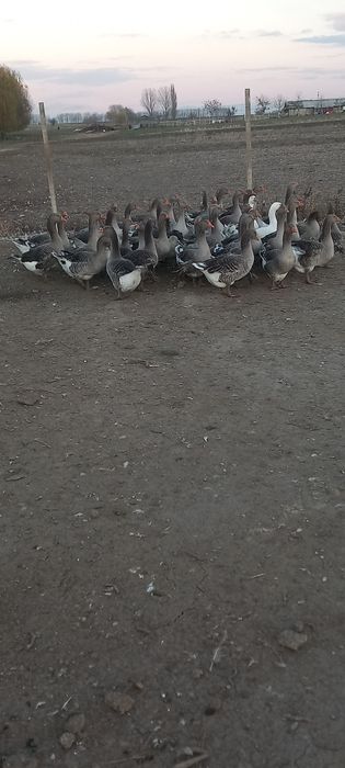 Gaste de vânzare tinere