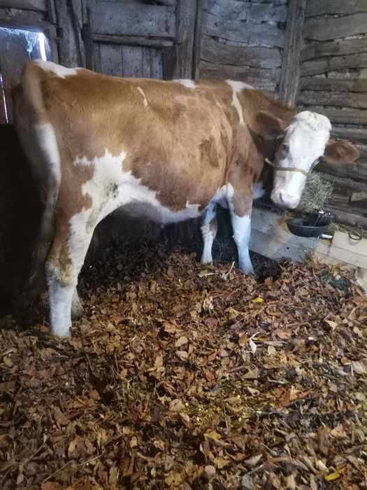 Vacă de vânzare de 3 ani gestantă de 7 luni