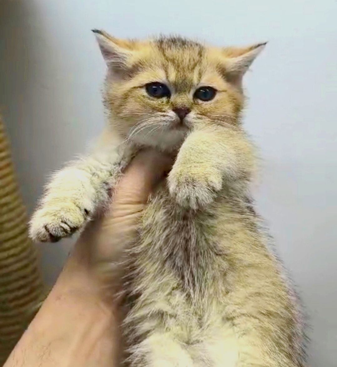 БриТанСкиЕ кОтЯта