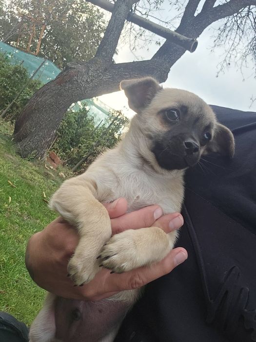 Чихуахуа момченце