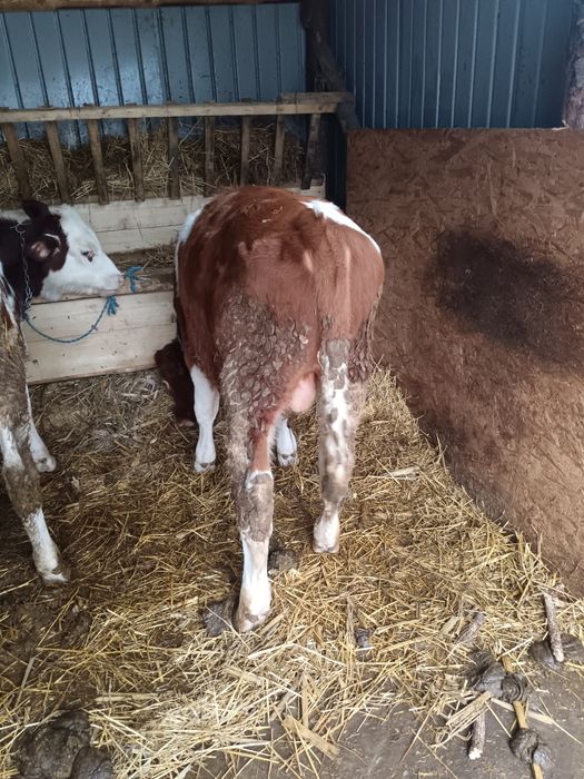 Vând trei taurasii de 5 luni pentru detalii la număr de telefon 075161