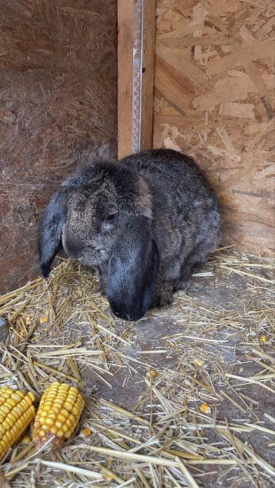 Iepuroi berbec german